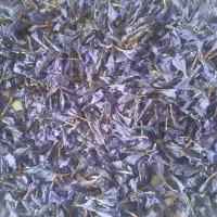 گل گاو زبان یا گل گاوزبان