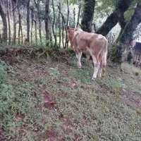 فروش کل دموس محلی|حیوانات مزرعه|املش, |دیوار