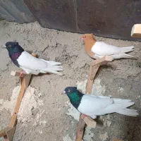 تعداد 18تا سینه کله|پرنده|شیراز, ریاستی|دیوار