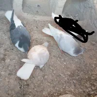 کفتر سده،ساده فروشی دونه ۲۵۰ت|پرنده|اسفراین, |دیوار