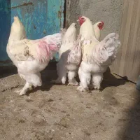 خروس برهما لایت جوان