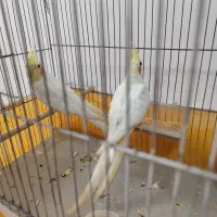 جفت عروس هلندی|پرنده|سیرجان, |دیوار