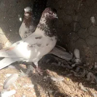 کفتر پرشی|پرنده|بندرعباس, |دیوار