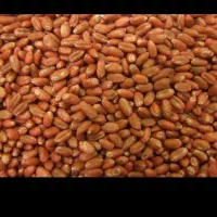 فروش تناژ  بذر گواهی شده رقم هشترود ۲۷۰۰۰ کیلویی|خدمات باغبانی و درختکاری|دیواندره, |دیوار