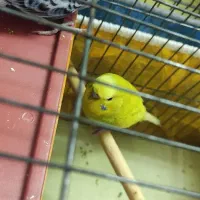 مرغ عشق کارداده