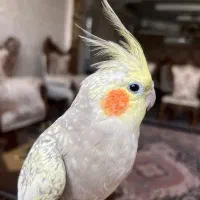 فروش عروس هلندی