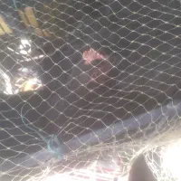 مرغ سیاه