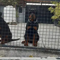 روتوایلر نر چهارماهه و دوعدد یکسالونیم