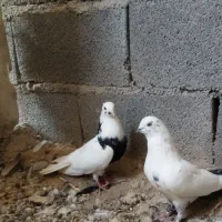 کبوتر|پرنده|آبدانان, |دیوار