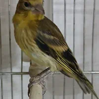 جوجه سهره قناری ۲۷ روزه