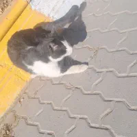 گربه|گربه|اردبیل, |دیوار