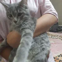 گربه|حیوانات|اصفهان, دارک|دیوار