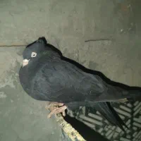 کلوترسیاه ماده