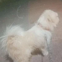 سگ شناسنامه