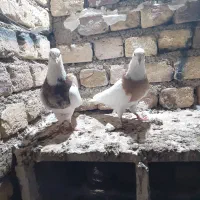 کبوتر