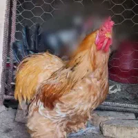 مرغ برهما(امپراطور)