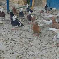 کبوتربلند پرواز