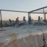 کبوتر شب بازی