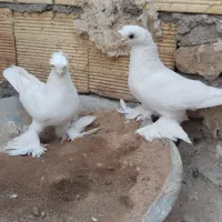 کبوتر
