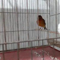 قناری ماده