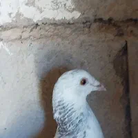 کفتر سوسکی