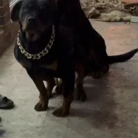 رتوایلر ماده