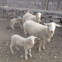 میش لاکن اصیل