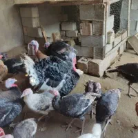 9 بوقلمون  محلی  و جوجه بوقلمون