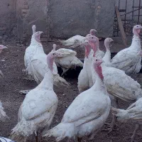 بوقلمون 7 کیلو به بالا