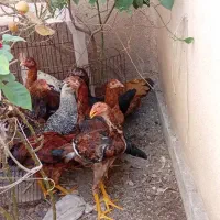 مرغ و خروس لاری|حیوانات مزرعه|تهران, اسکندری|دیوار