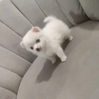 فروش سگ پامرانین