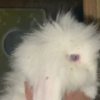 خرگوش لوپ|موش و خرگوش|شاهینشهر, شهرک میلاد|دیوار