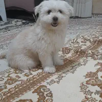 سگ شیتزو