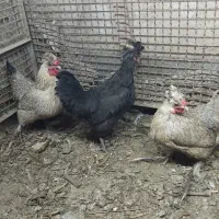مرغ رسمی اصل