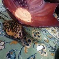 ظروف پذیرایی|ظروف سرو و پذیرایی|مشهد, مشکینی (شهرک غرب)|دیوار