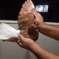 کفتر دم سفید