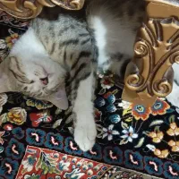 واگذاری بچه گربه|گربه|اراک, |دیوار