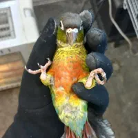 گرینچیک ماده یلوساید تست دارد