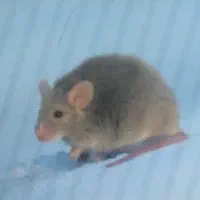 طعمه گزاری مطمعن موش