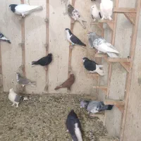 کفتر رنگی زدخوردی