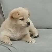 سگ پامر پا کوتاه با کلیه وسایل