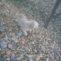 سگ پاکوتاه ماده|سگ|نیشابور, فضل|دیوار