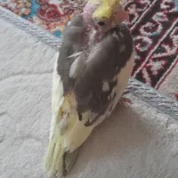 جوجه عروس هلندی