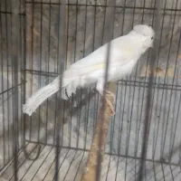 قناری نر|پرنده|باقرشهر, |دیوار