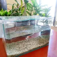 آکواریوم شیشه خم شرکتی