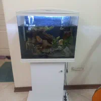 آکواریوم ماهیران