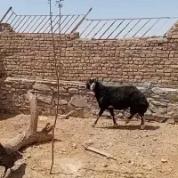یک راس شیشک سبز چال