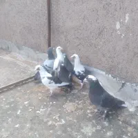 کفتر|پرنده|قزوین, |دیوار