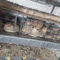 بلدرچین|حیوانات مزرعه|محمدشهر, محمدشهر|دیوار