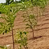 فروش باغ و باغچه